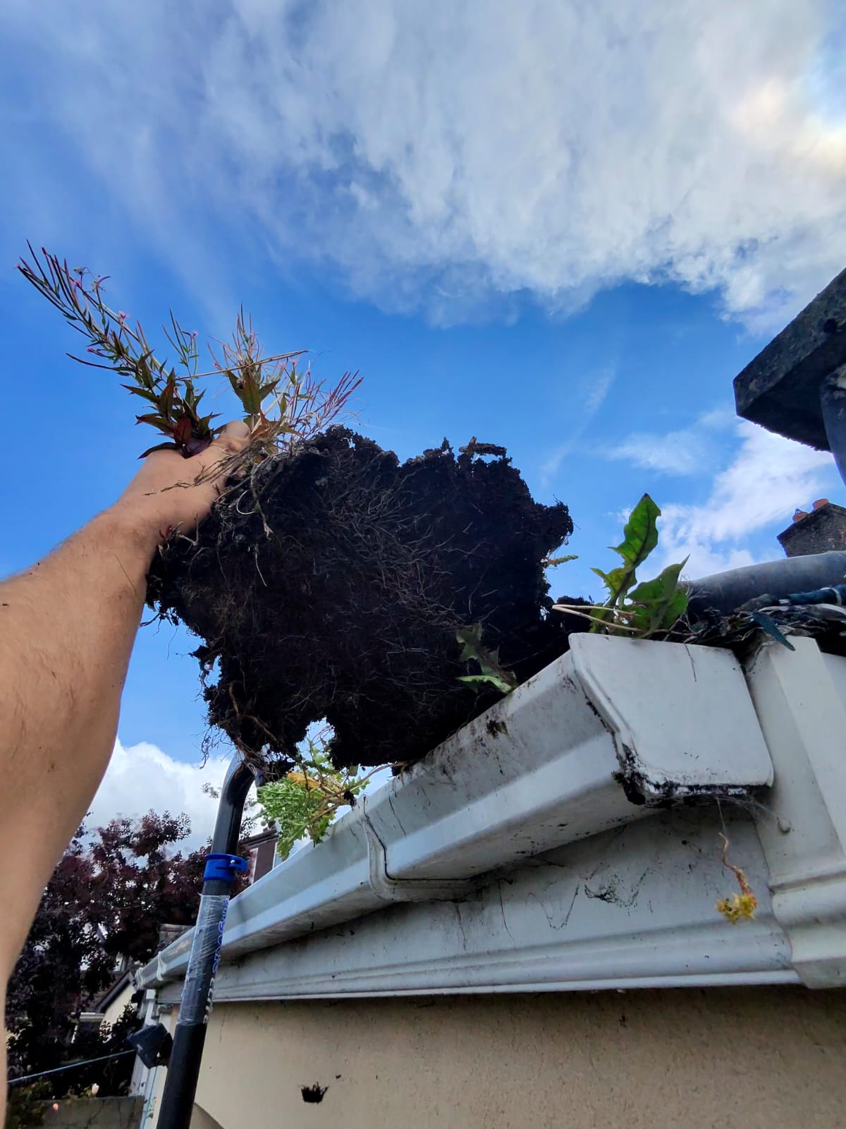 Gutter Cleaning & Fascia/Soffit